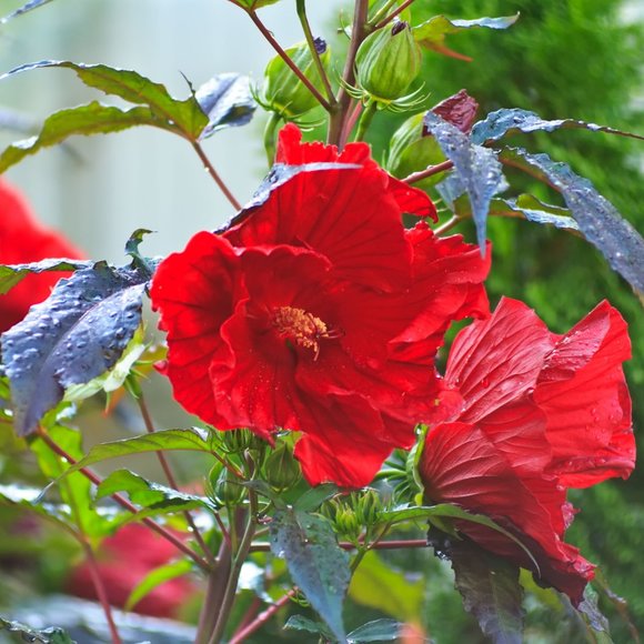 Meet your Posher, Jurii - Picture 1 of 2